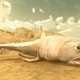 The new battlin’ beast, the shark.